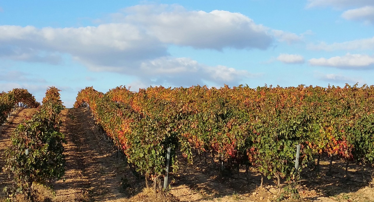 Vinice regionu Rioja